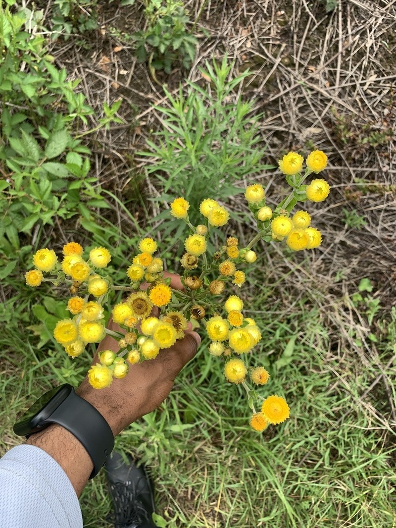 Helichrysum ruderale
