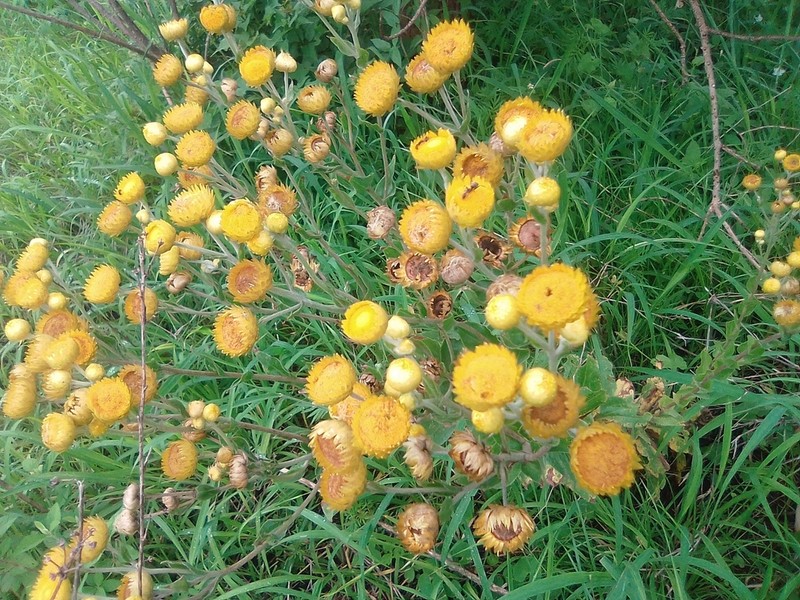 Helichrysum ruderale photo 2