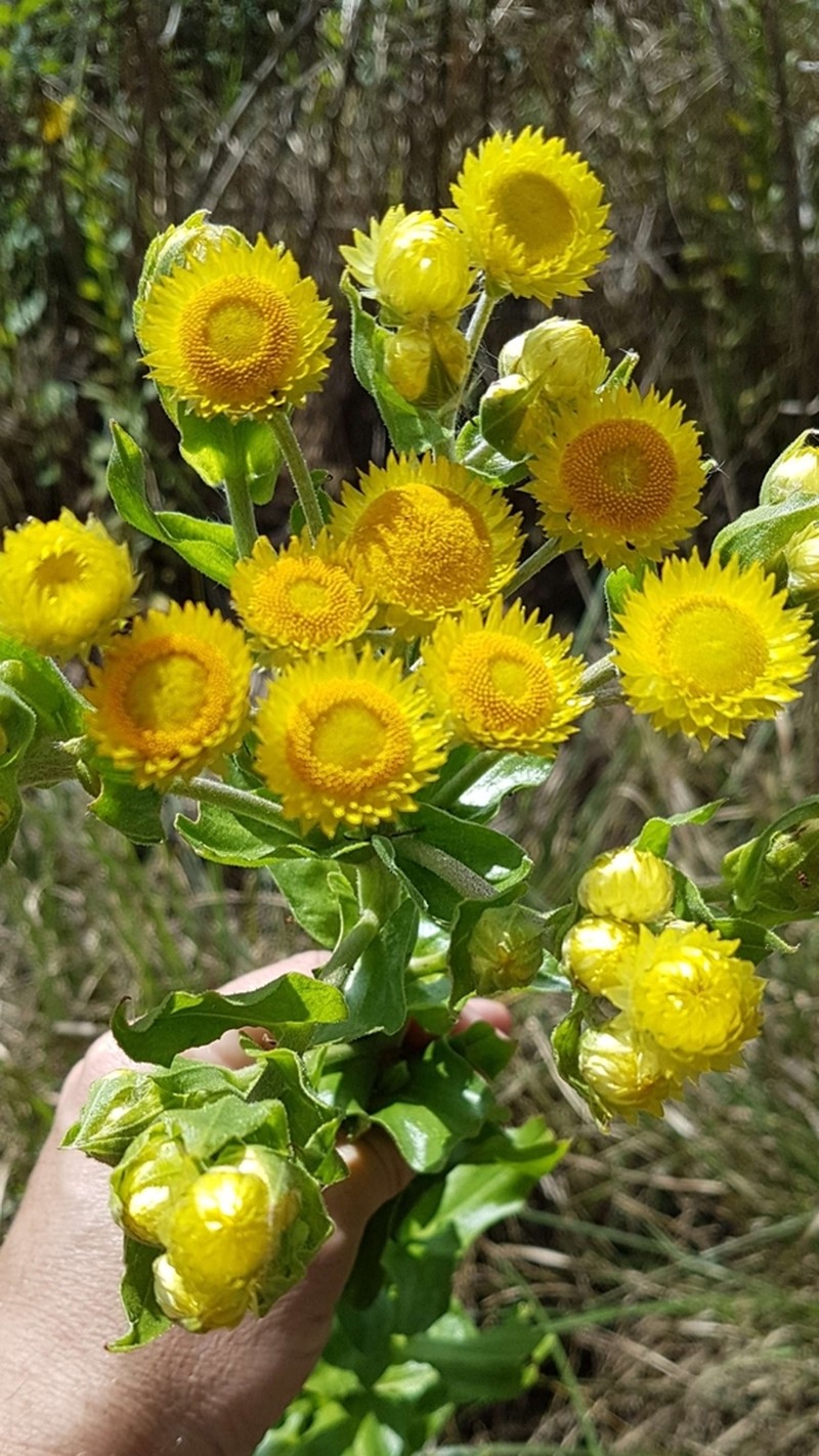 Helichrysum ruderale photo 3