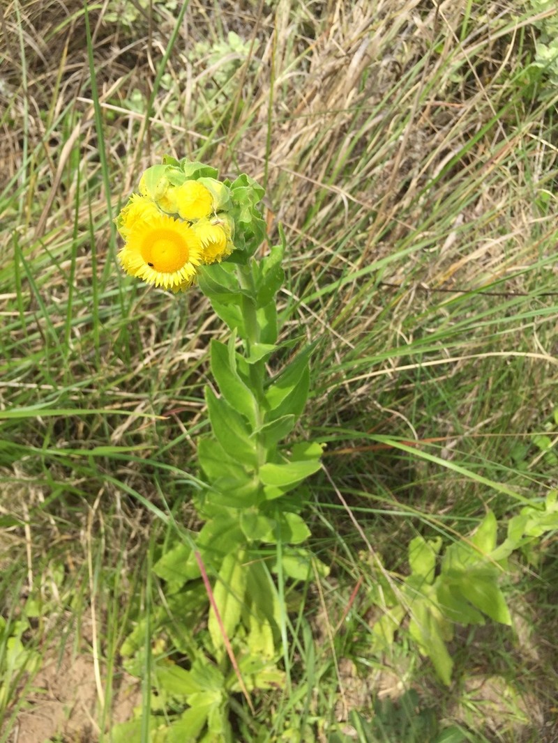 Helichrysum ruderale photo 4