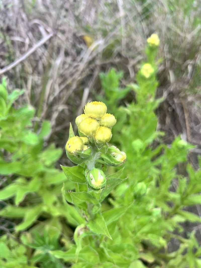 Helichrysum ruderale photo 5
