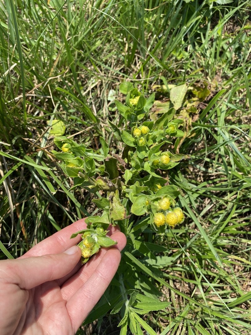 Helichrysum ruderale photo 6