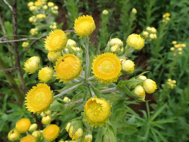 Helichrysum ruderale photo 7