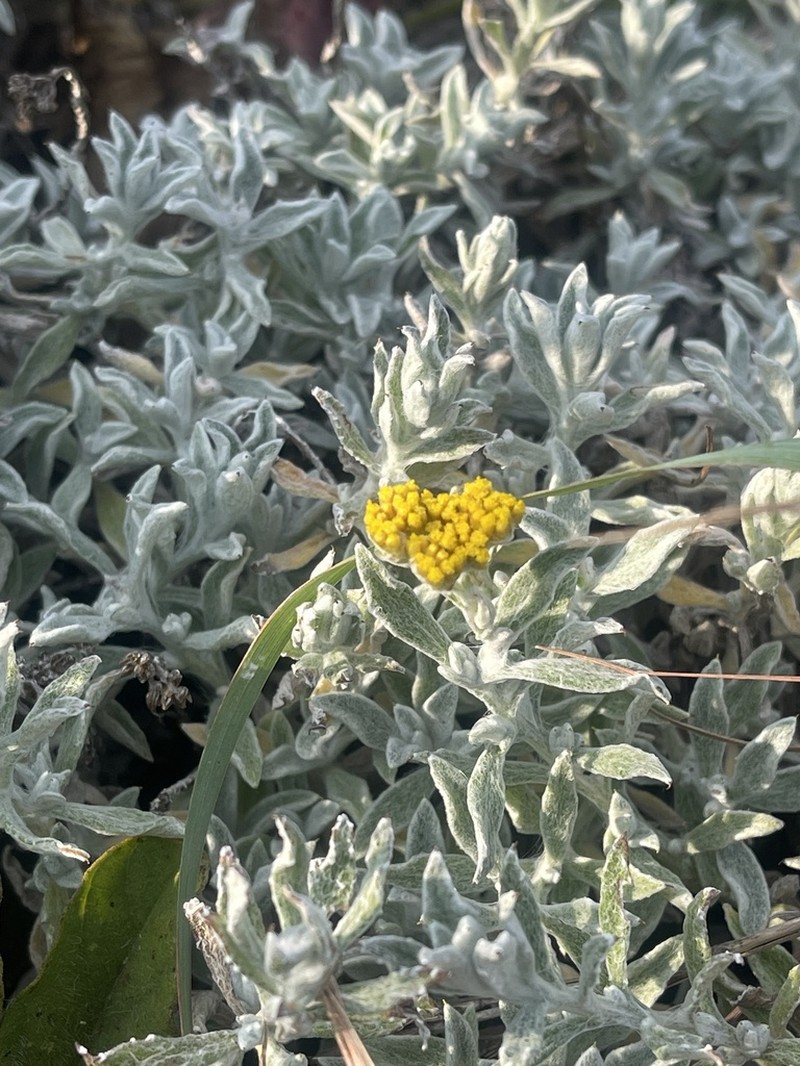 Helichrysum rudolfii