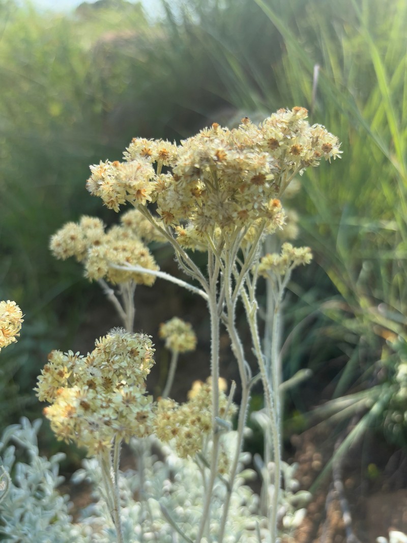 Helichrysum rudolfii photo 2
