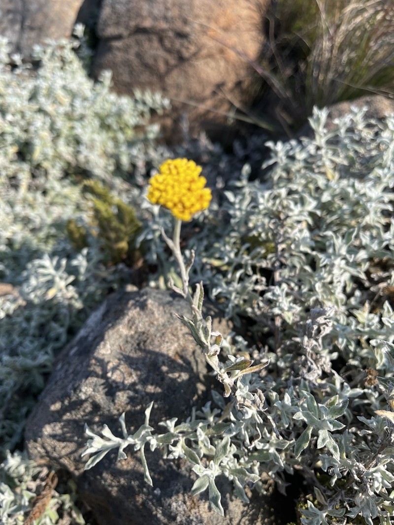 Helichrysum rudolfii photo 3
