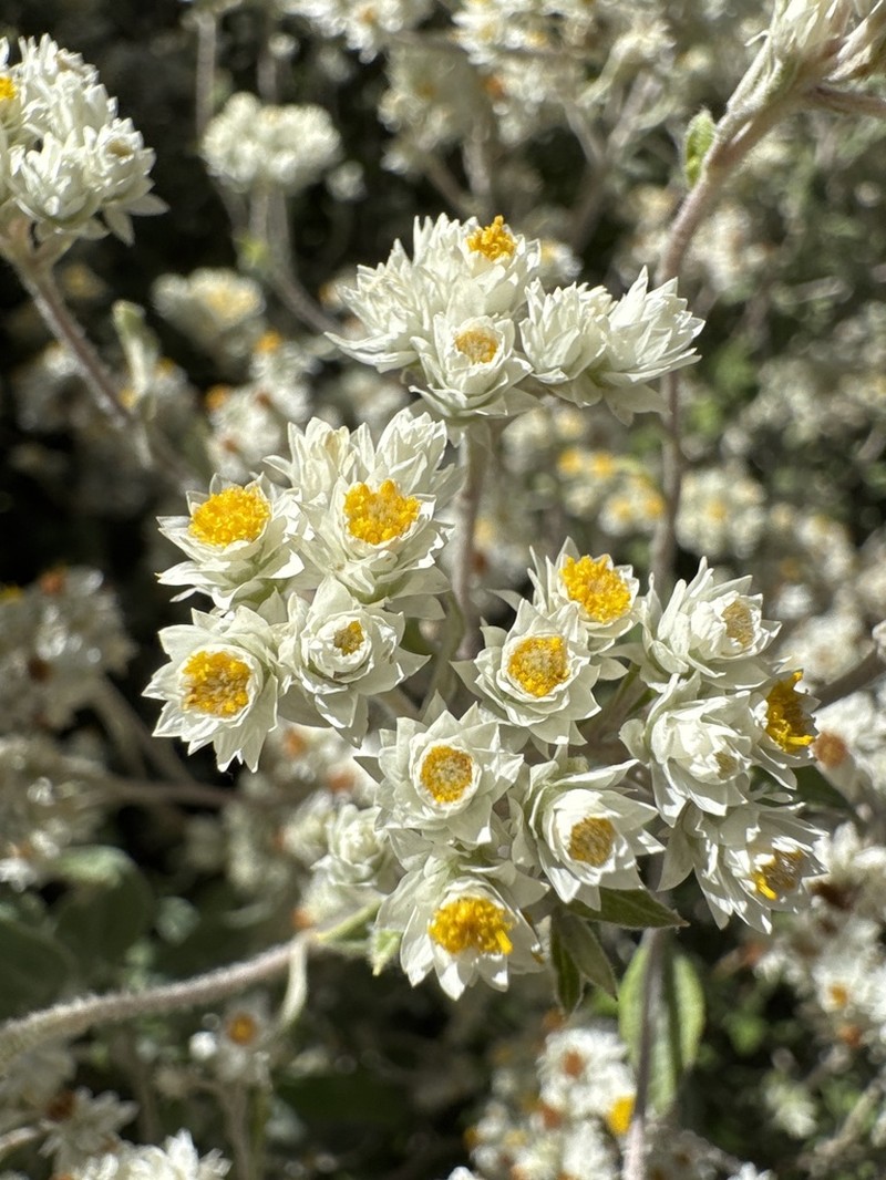Helichrysum rudolfii photo 4