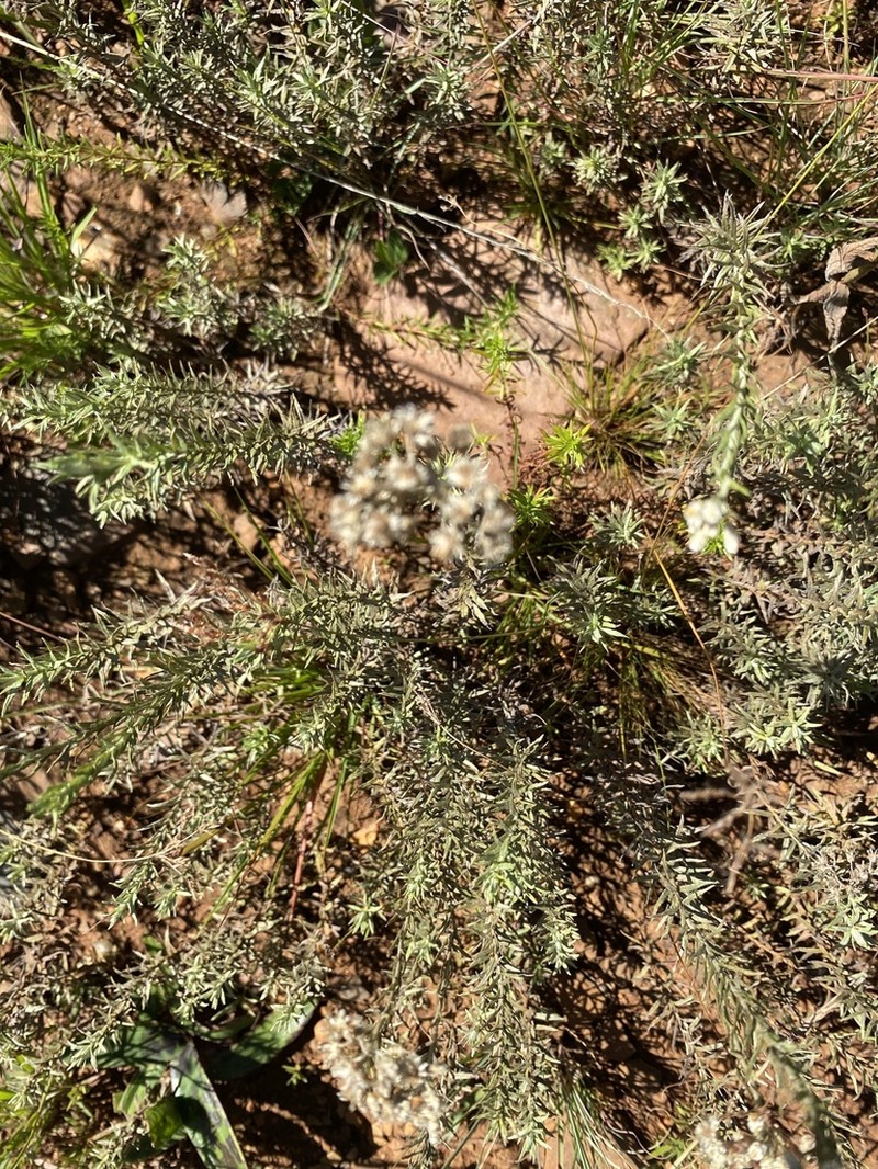 Helichrysum rugulosum