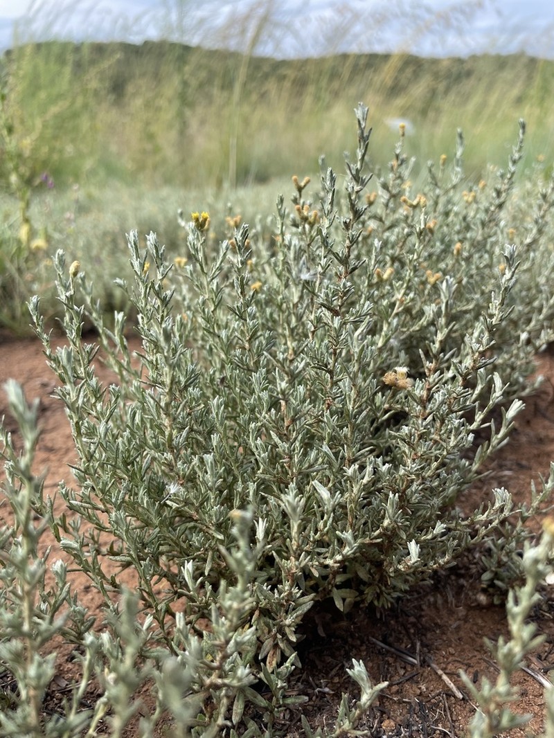 Helichrysum rugulosum photo 2