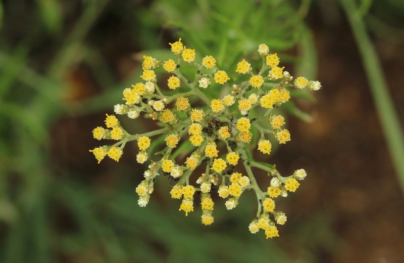 Helichrysum rugulosum photo 3
