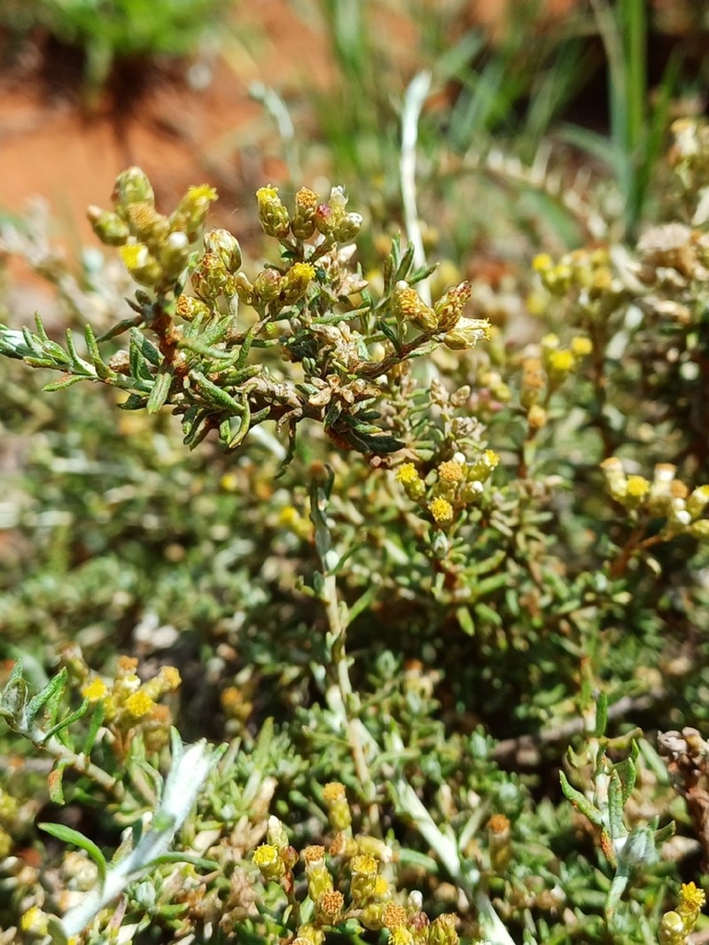 Helichrysum rugulosum photo 4