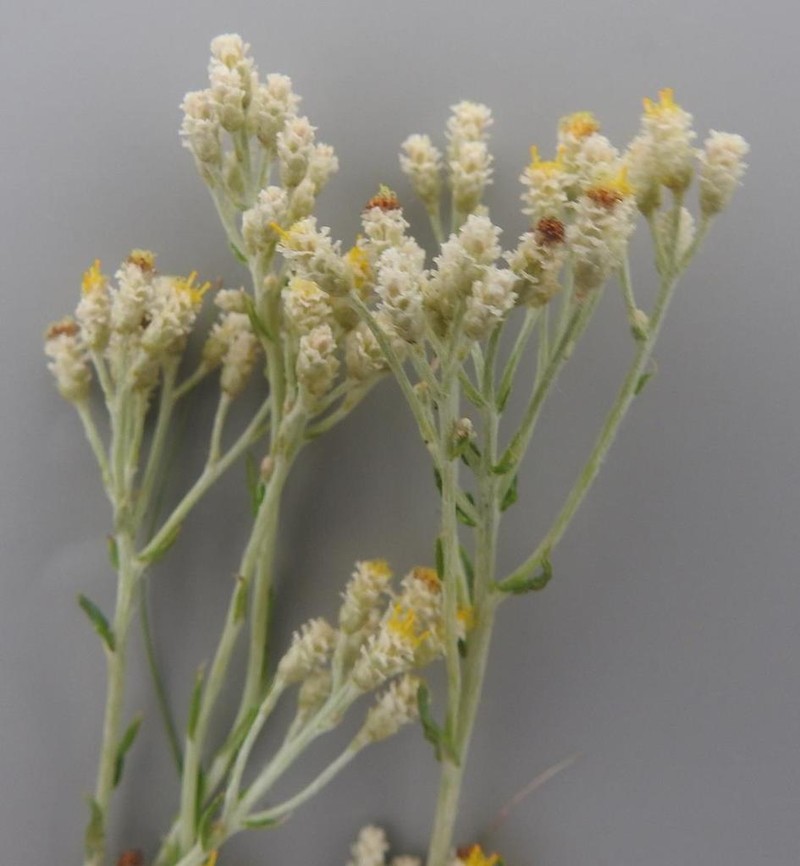 Helichrysum rugulosum photo 5