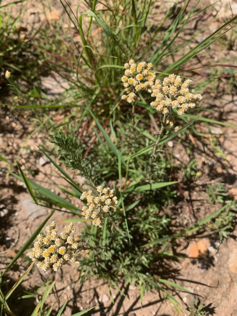 Helichrysum rugulosum photo 6