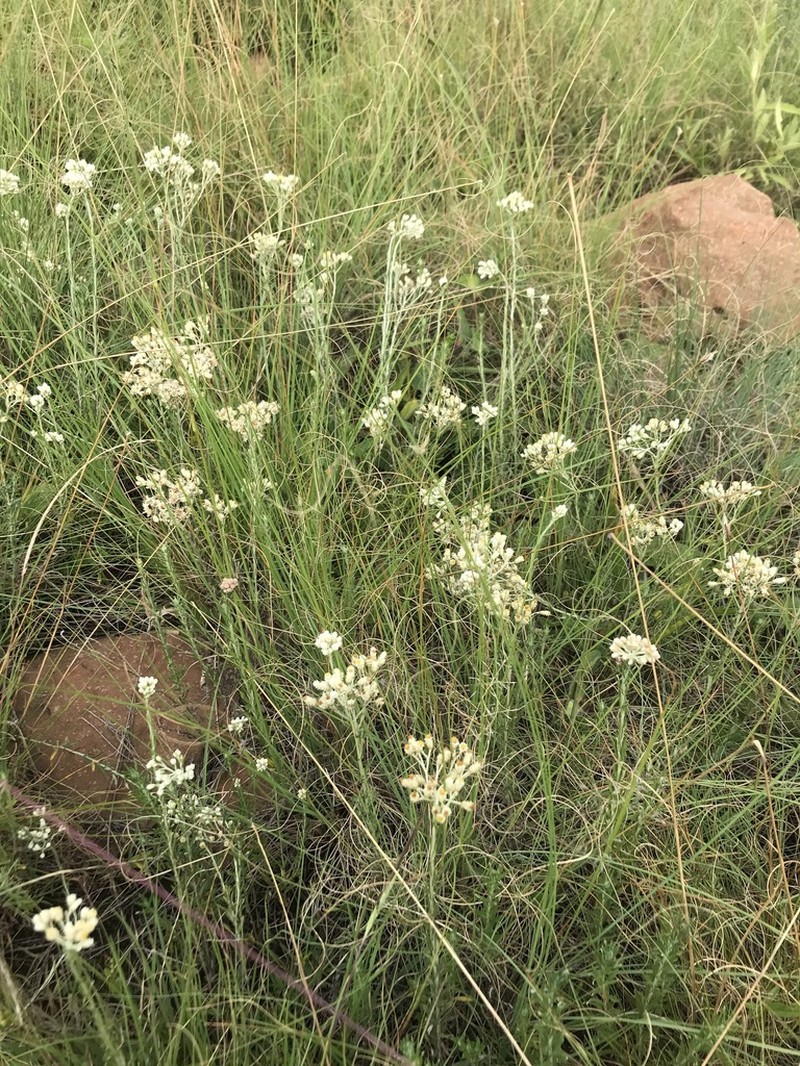 Helichrysum rugulosum photo 7