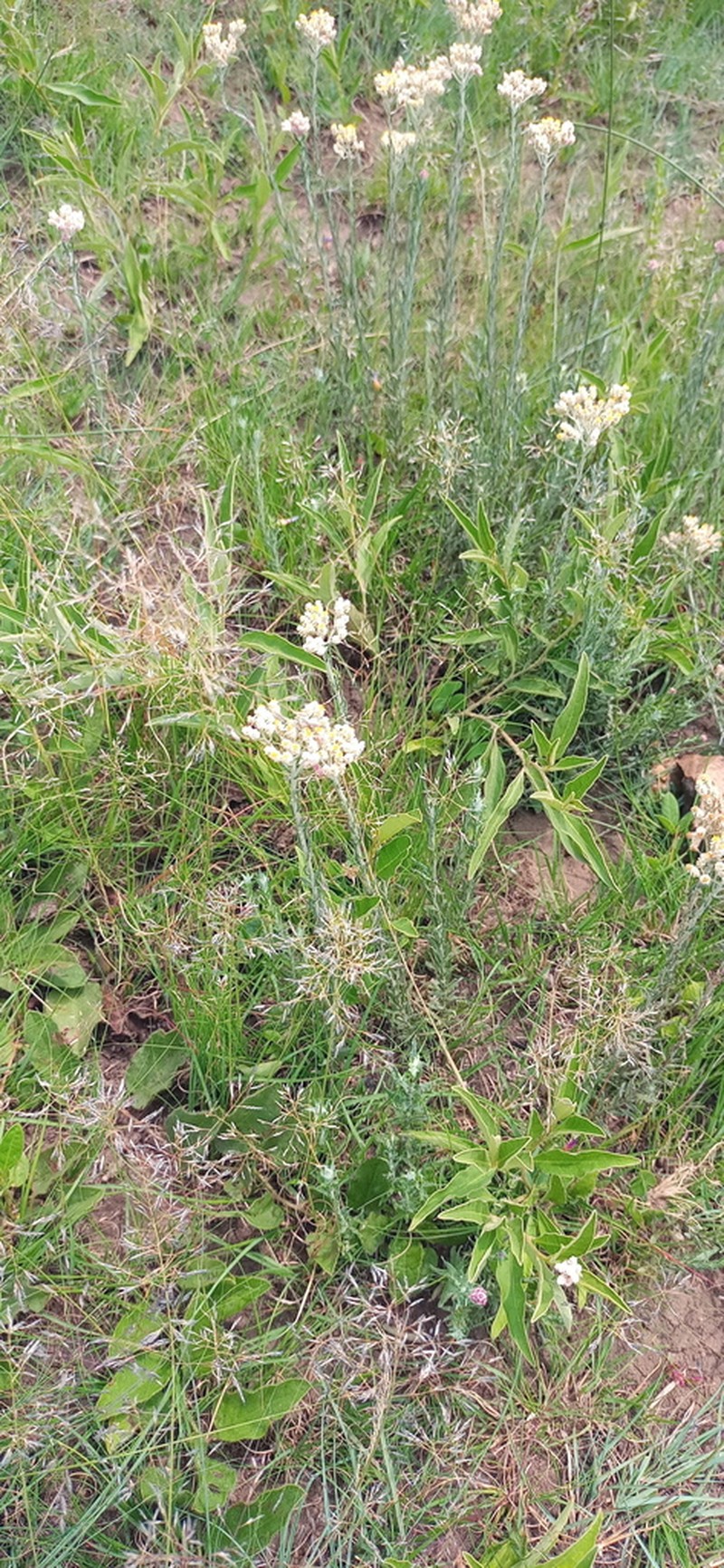 Helichrysum rugulosum photo 8
