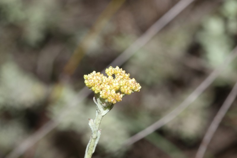Helichrysum rutilans
