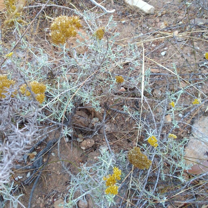 Helichrysum rutilans photo 2