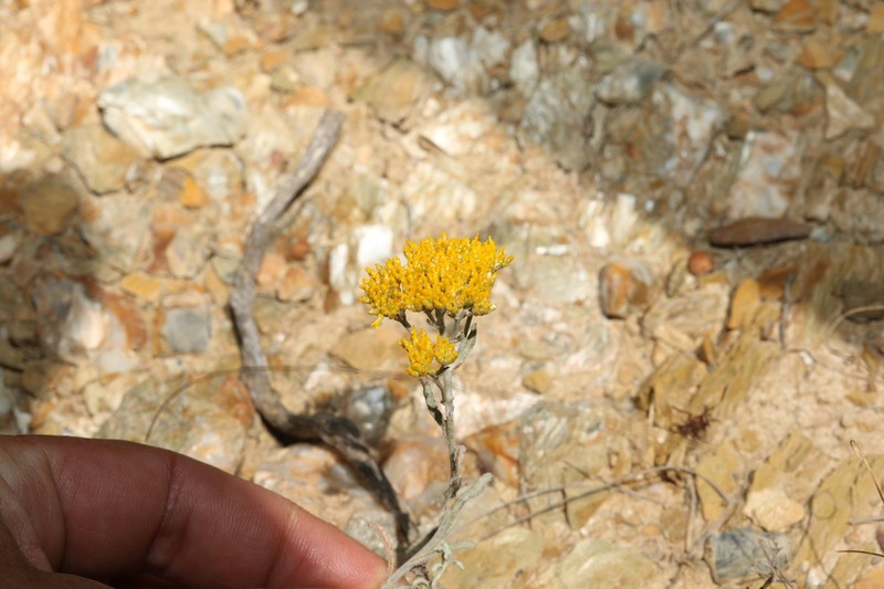 Helichrysum rutilans photo 3