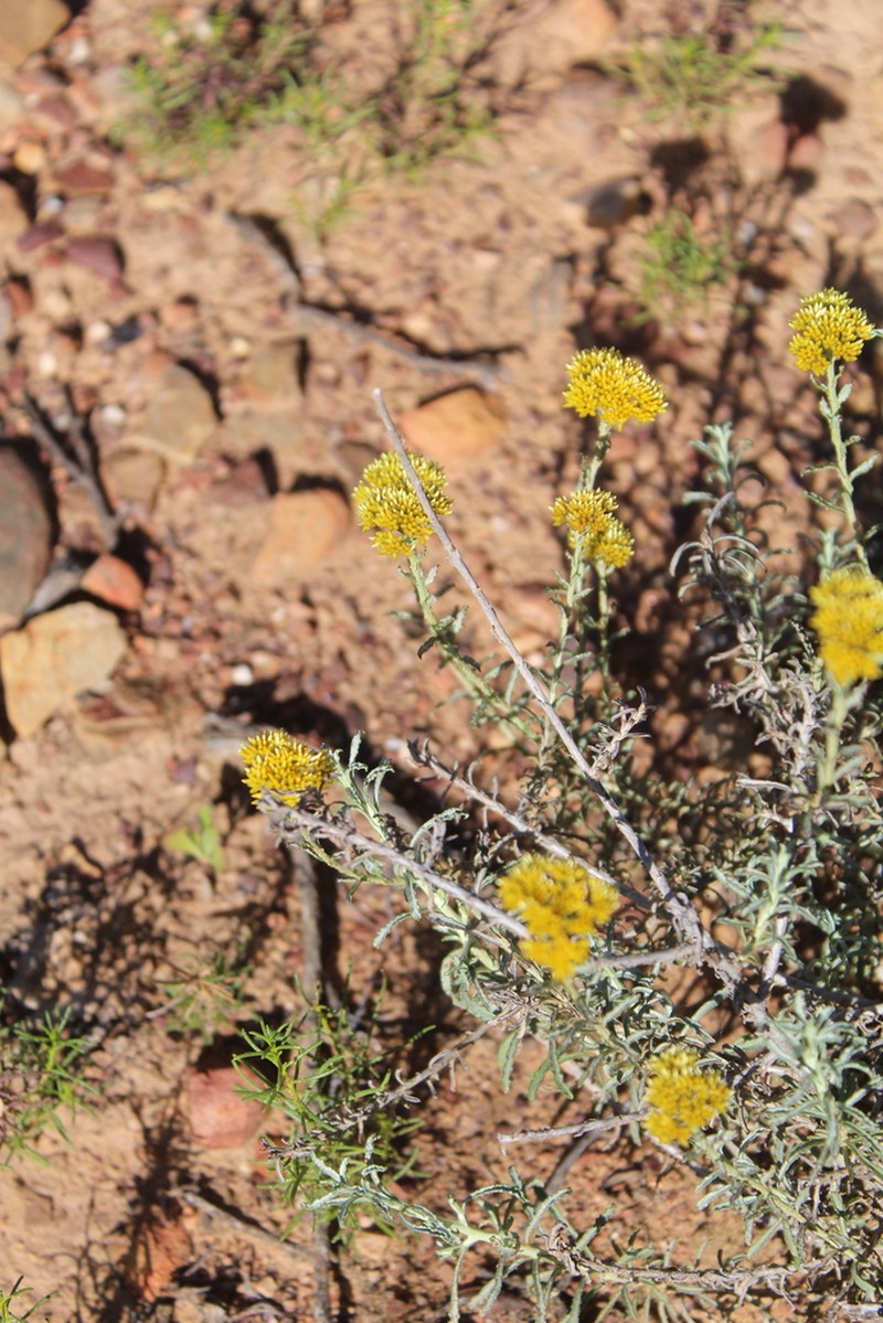 Helichrysum rutilans photo 4