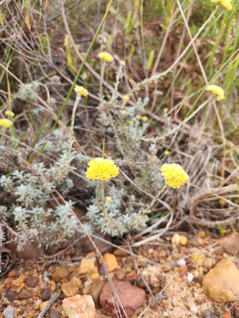 Helichrysum rutilans photo 5