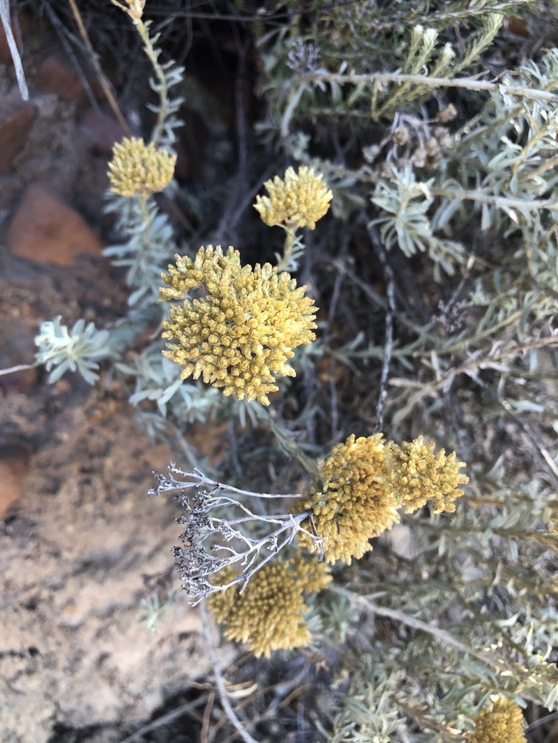 Helichrysum rutilans photo 6
