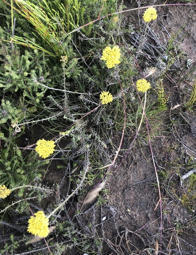 Helichrysum rutilans photo 7