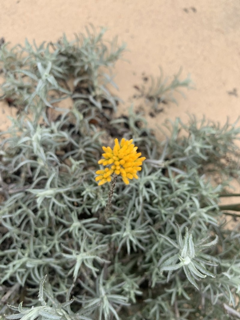 Helichrysum rutilans photo 8