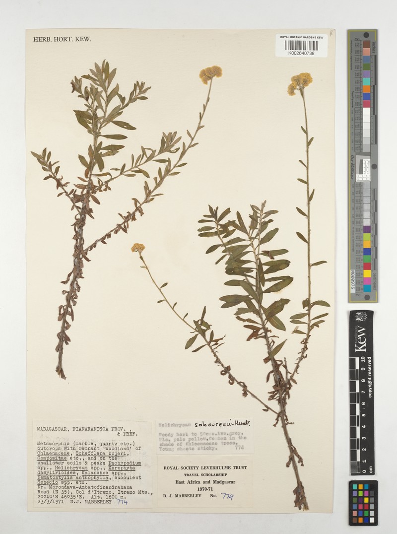 Helichrysum saboureaui