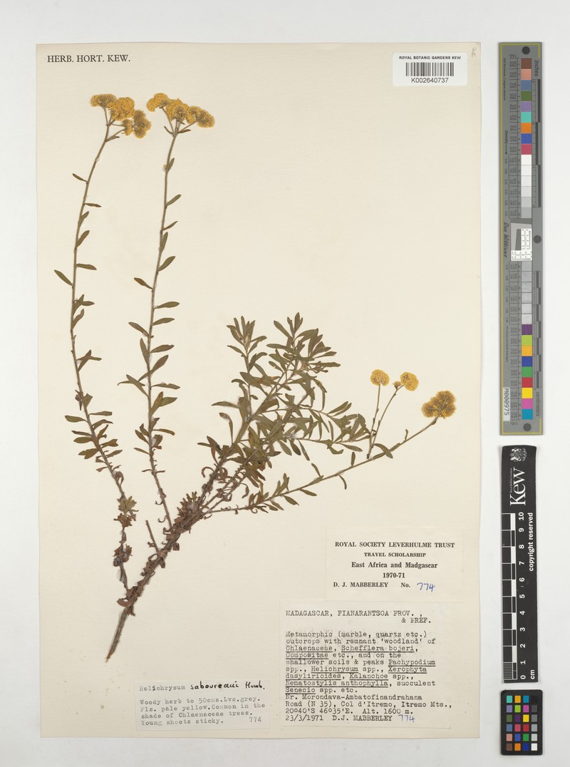 Helichrysum saboureaui photo 2