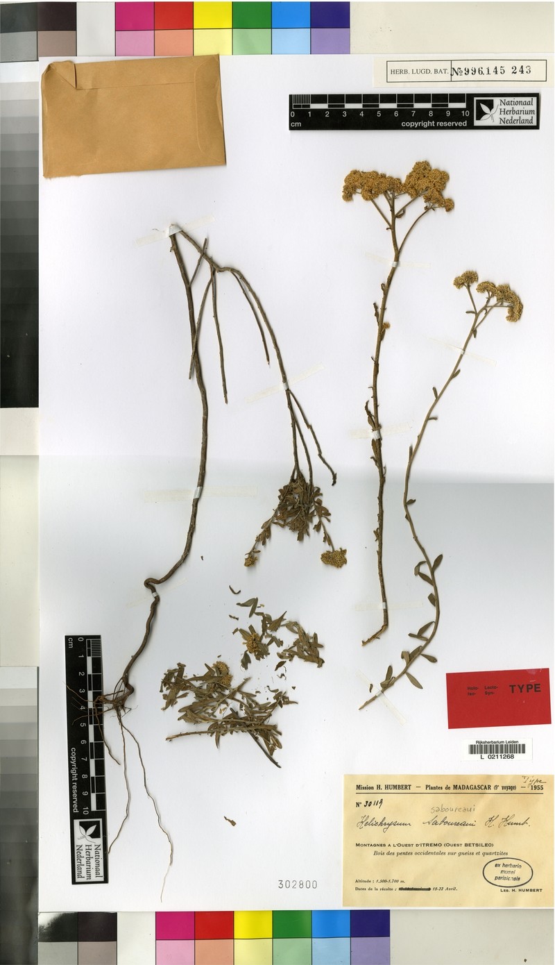 Helichrysum saboureaui photo 3