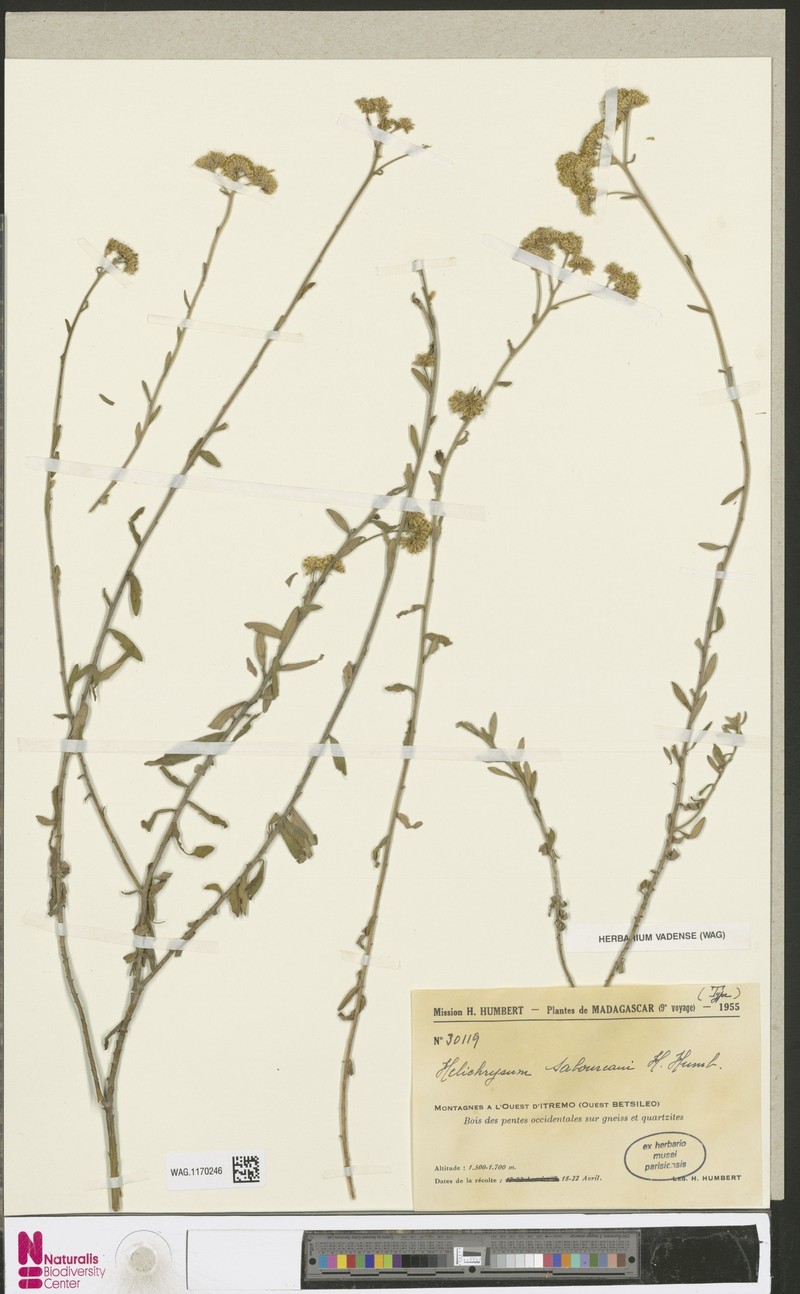 Helichrysum saboureaui photo 4