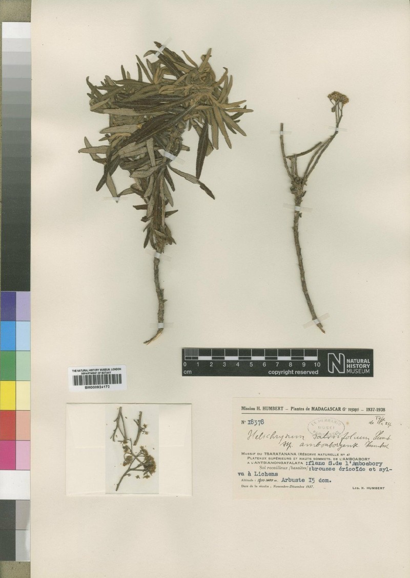 Helichrysum salviifolium