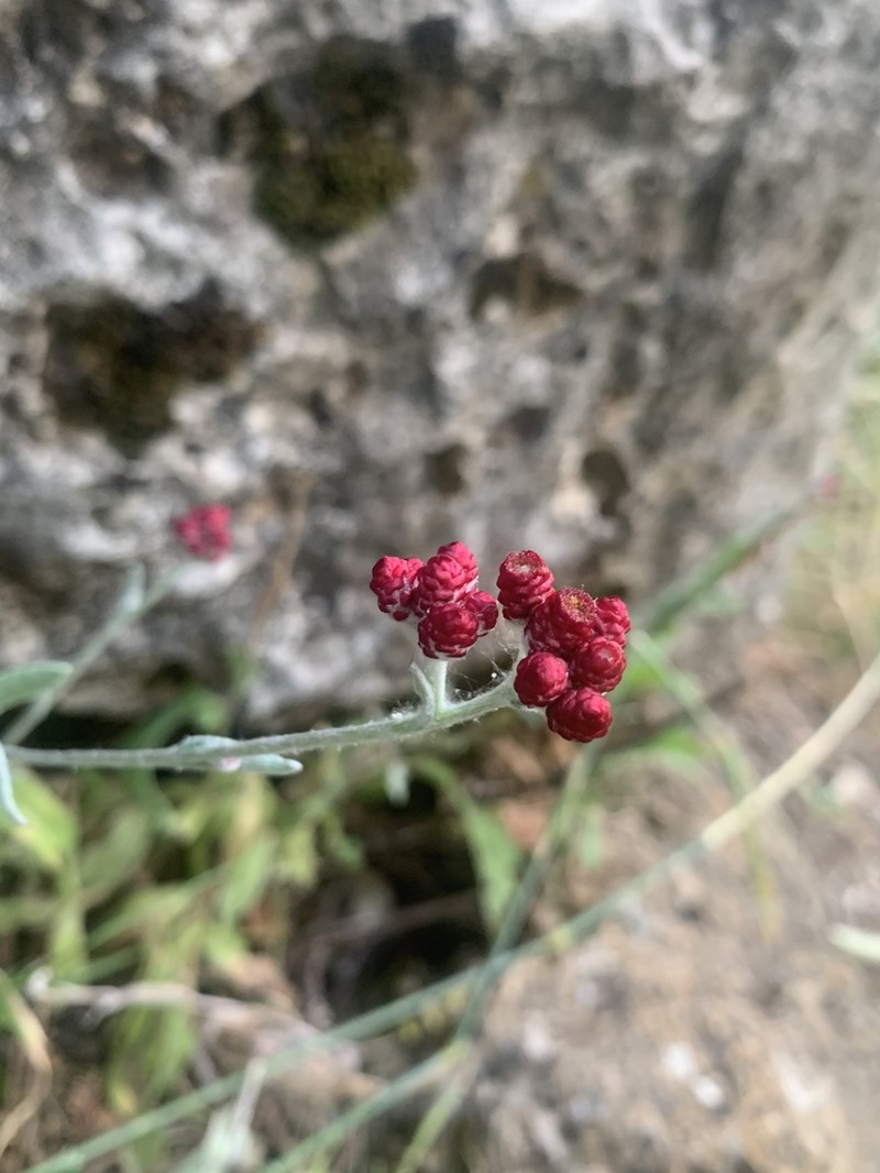 Helichrysum sanguineum photo 2