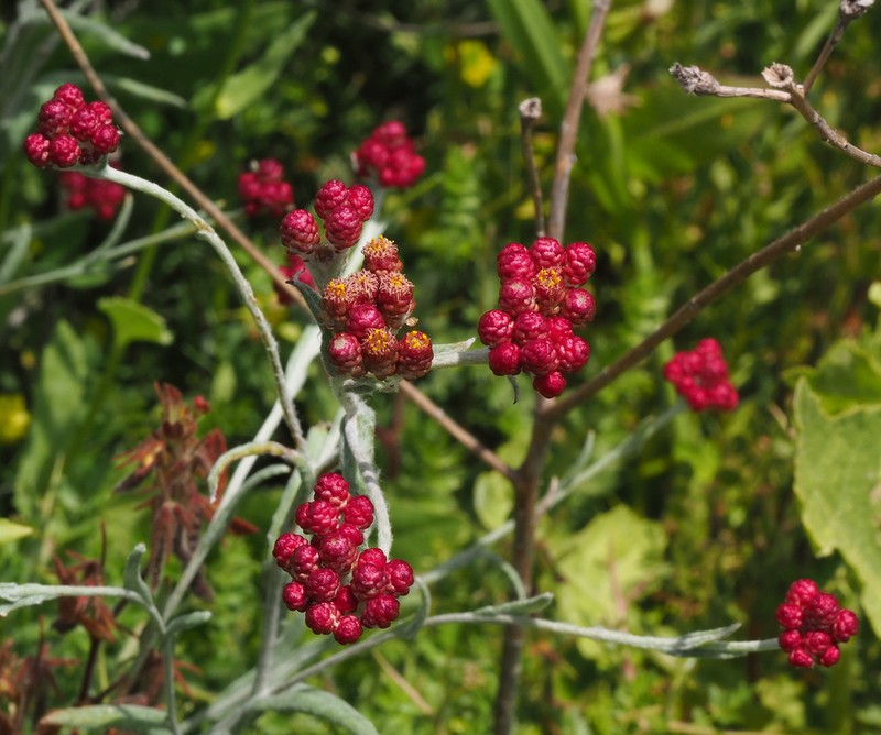 Helichrysum sanguineum photo 3