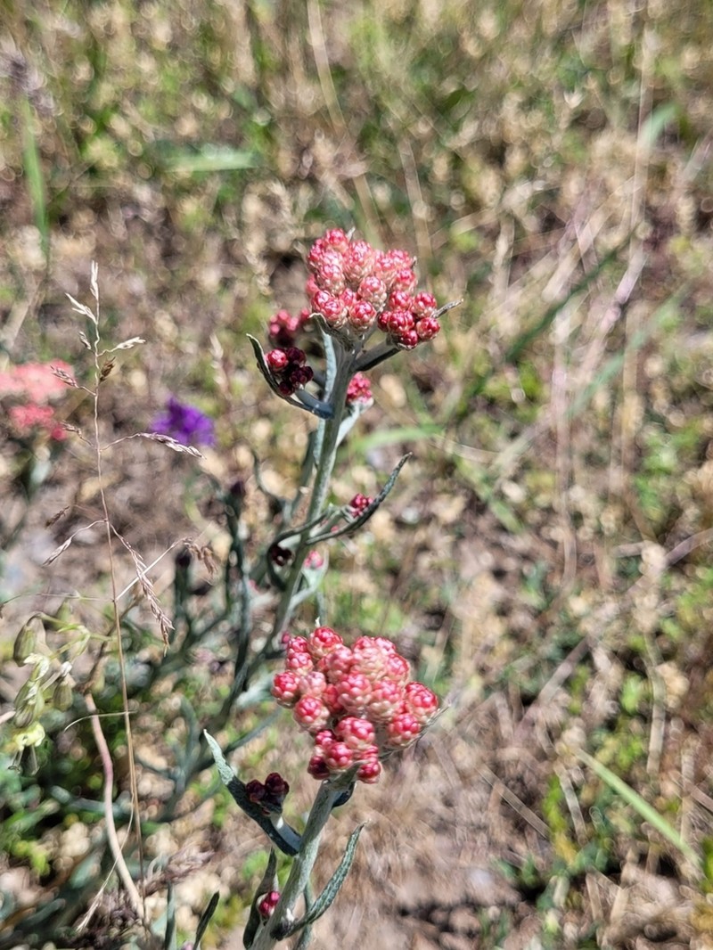 Helichrysum sanguineum photo 4