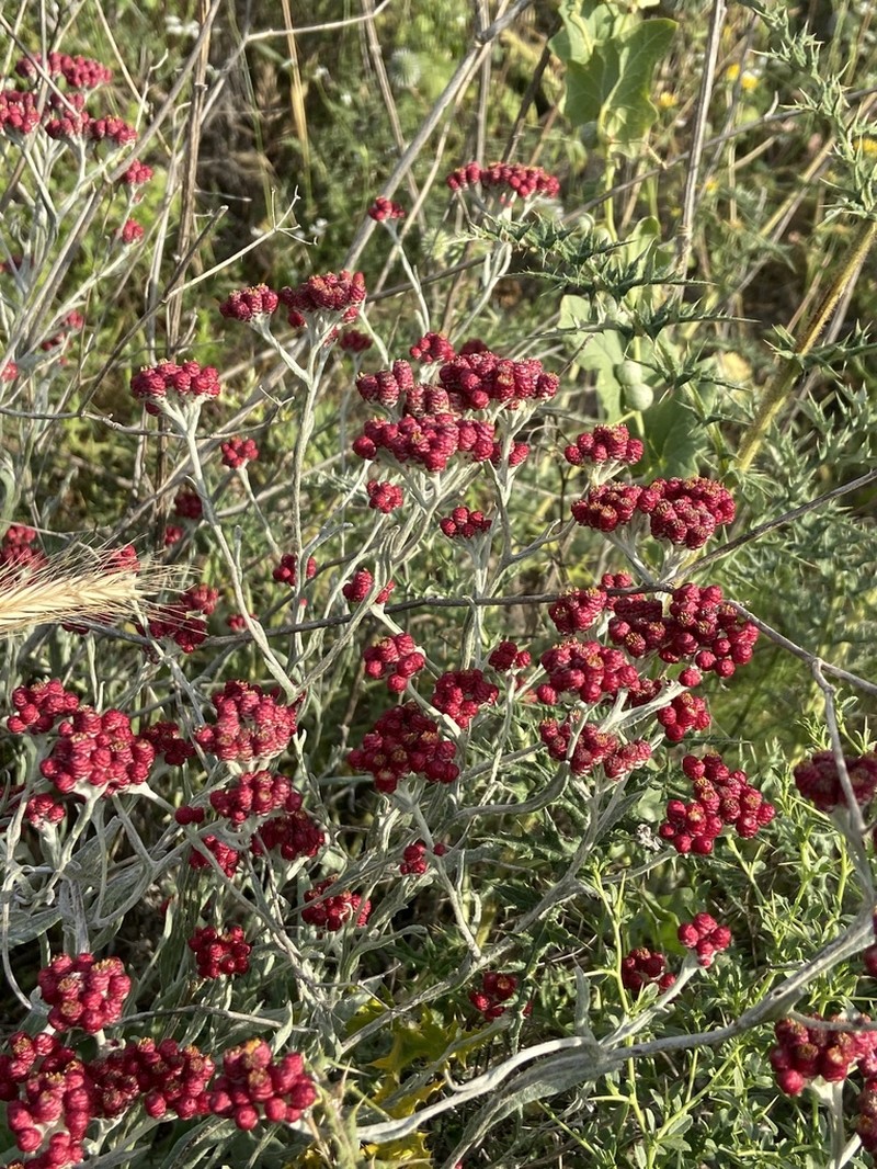 Helichrysum sanguineum photo 5