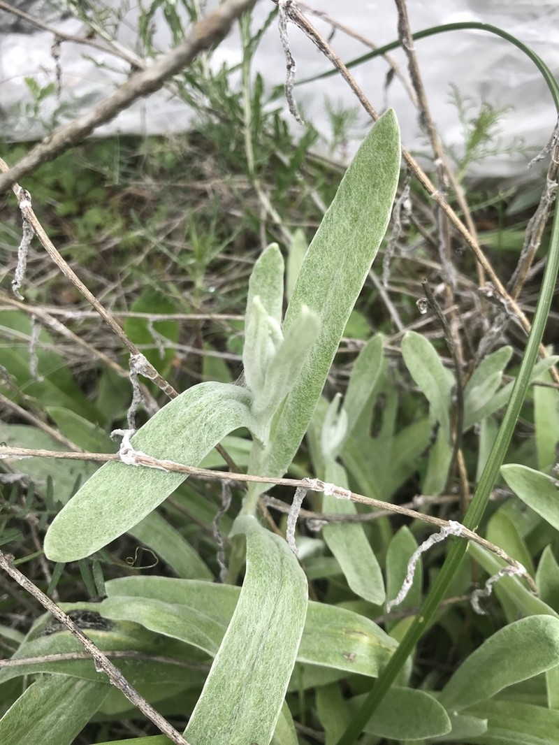 Helichrysum sanguineum photo 6