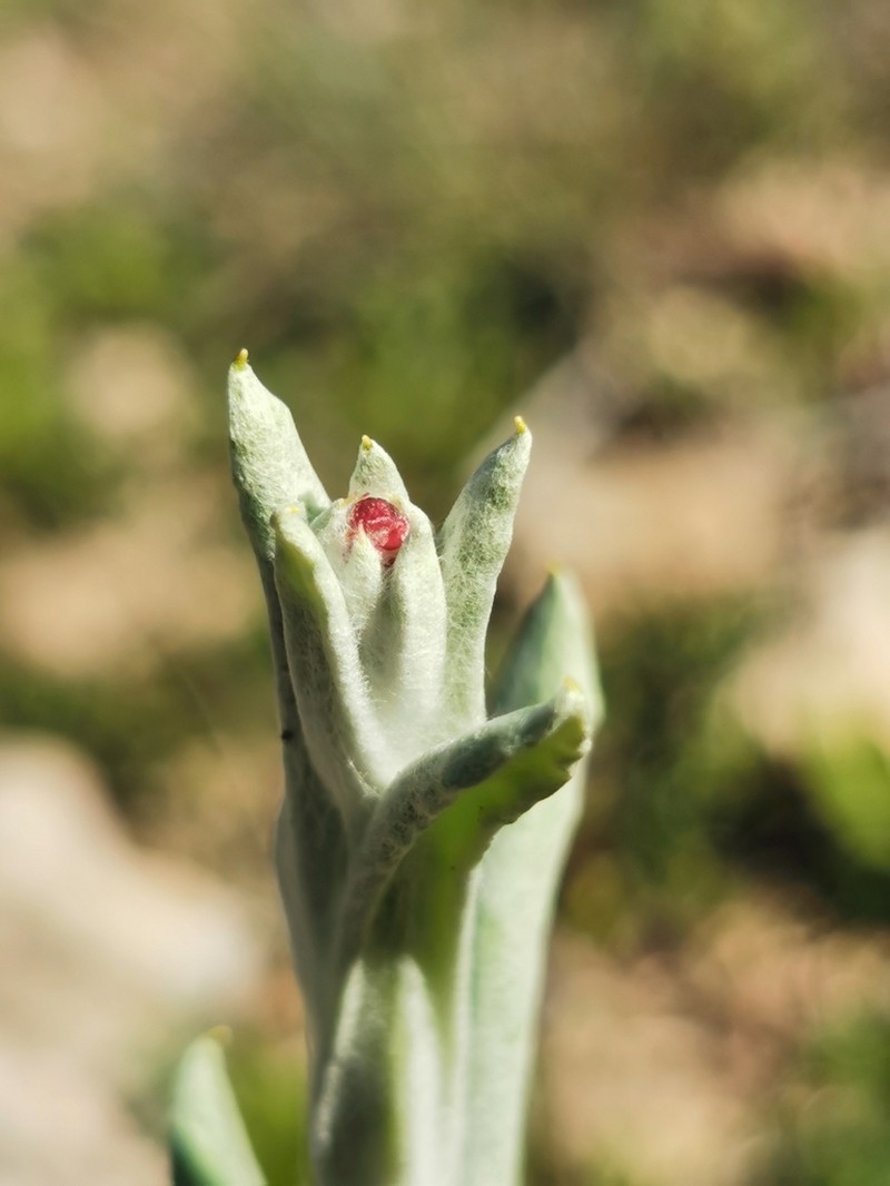 Helichrysum sanguineum photo 7