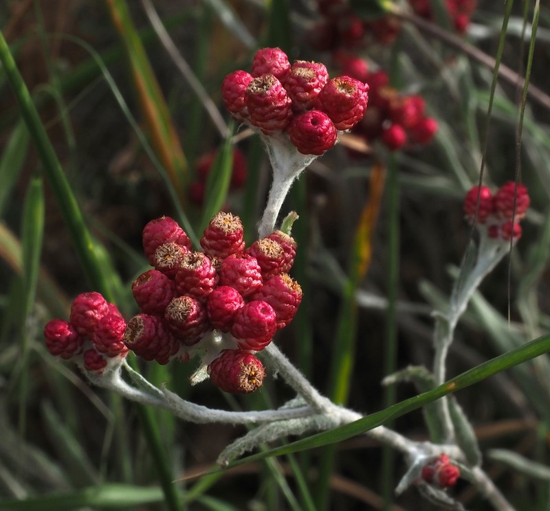 Helichrysum sanguineum photo 8