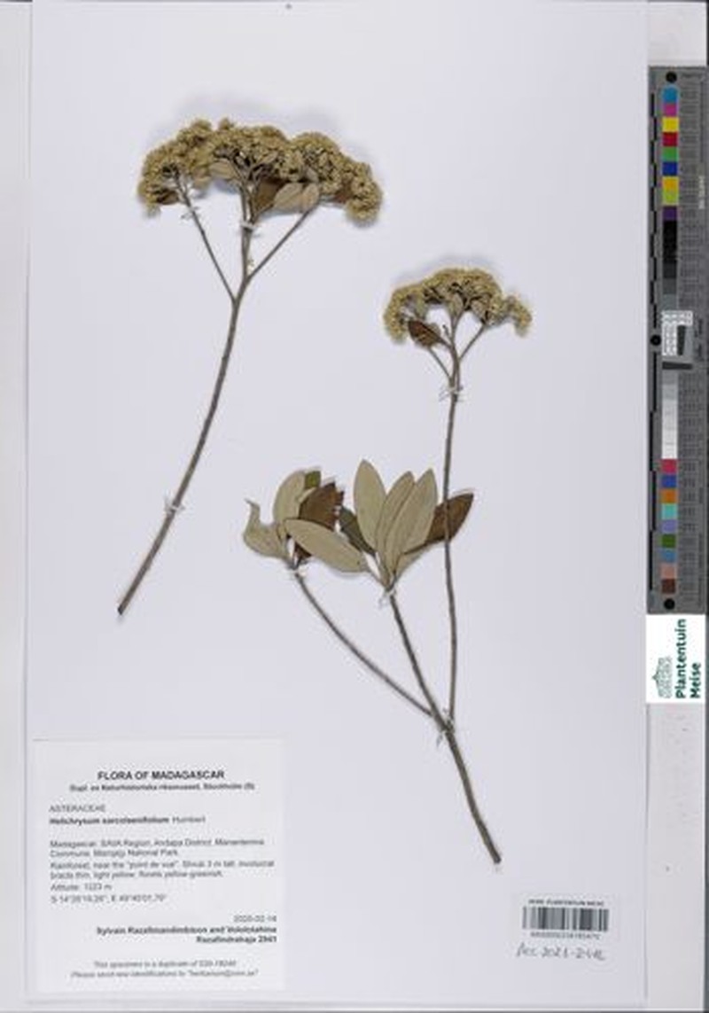 Helichrysum sarcolaenifolium