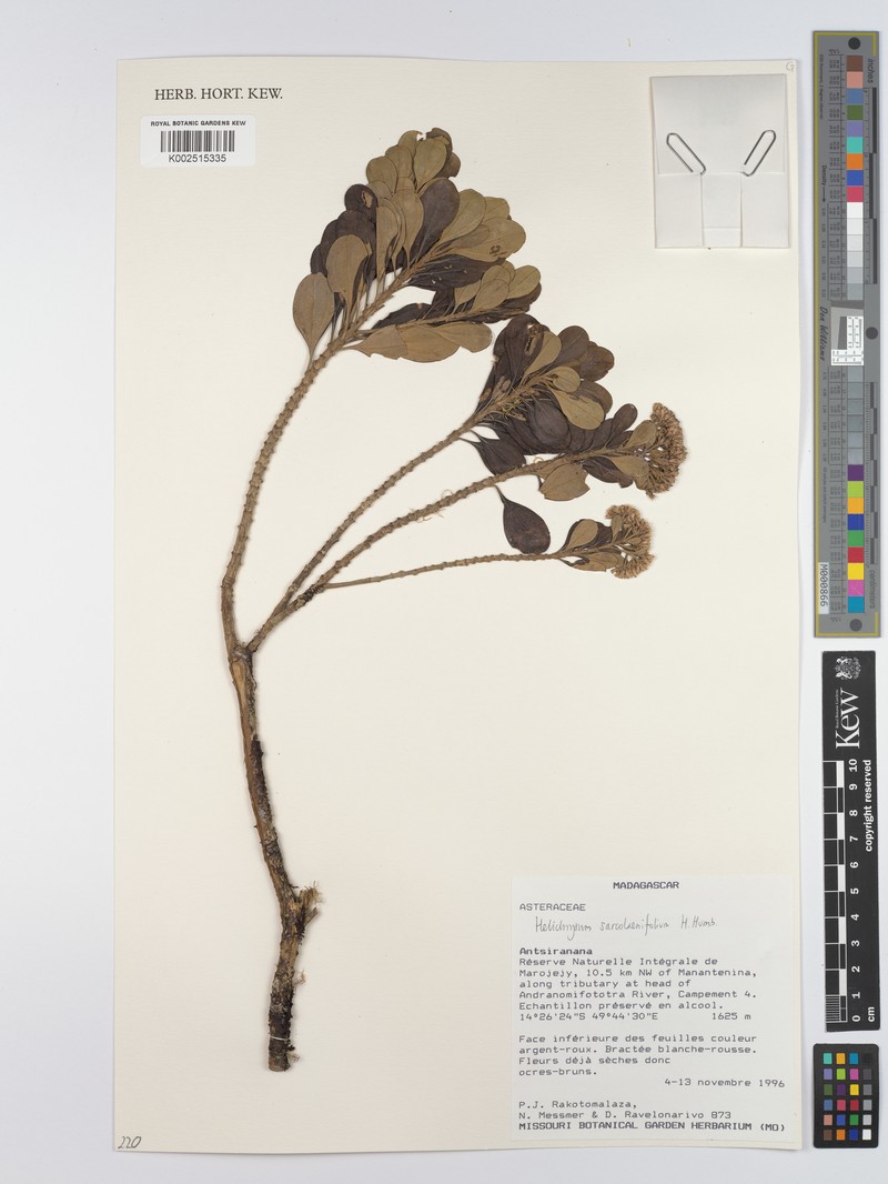 Helichrysum sarcolaenifolium photo 2