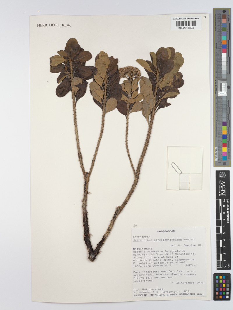 Helichrysum sarcolaenifolium photo 3