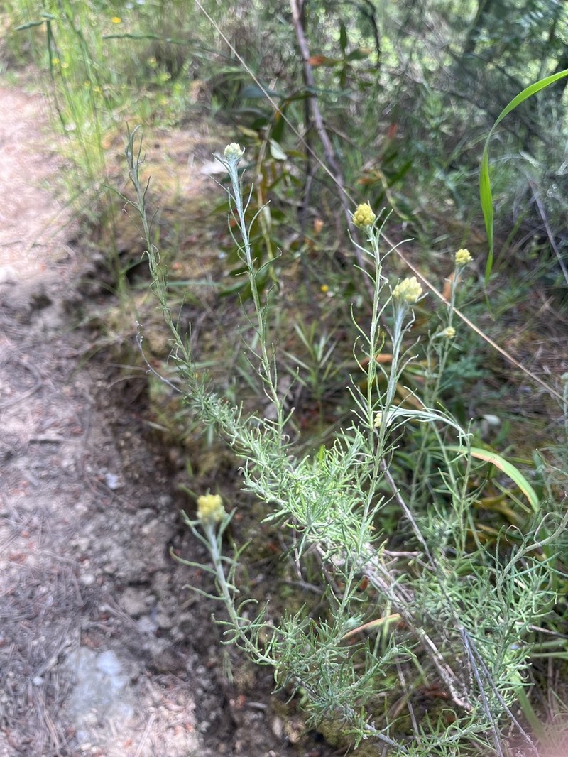 Helichrysum saxatile