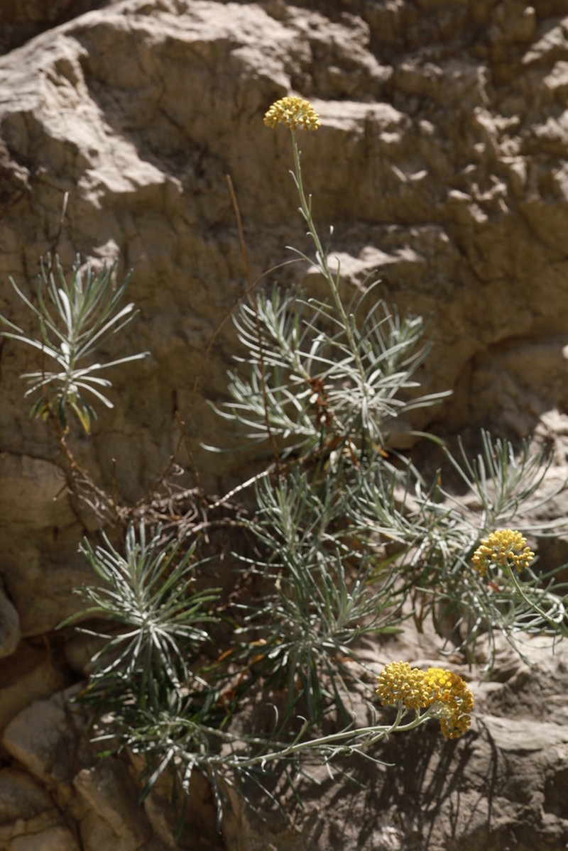 Helichrysum saxatile photo 2