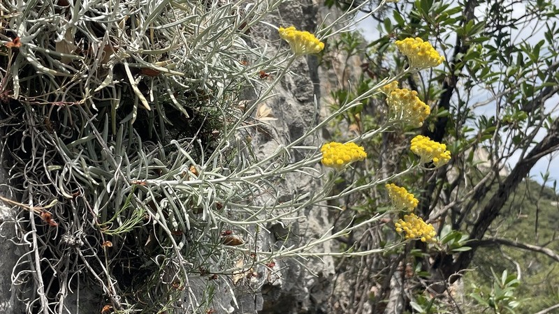 Helichrysum saxatile photo 3