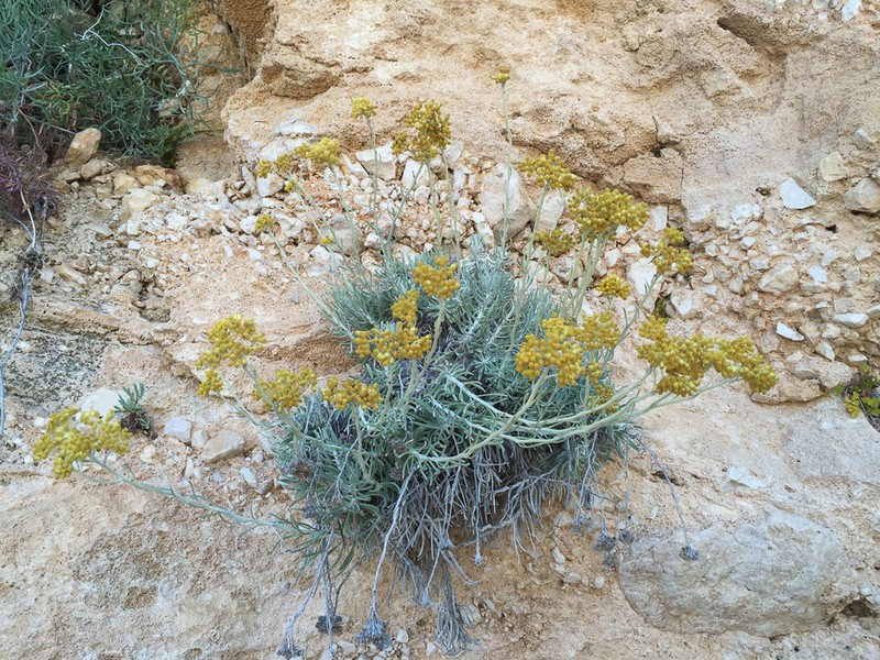 Helichrysum saxatile photo 4
