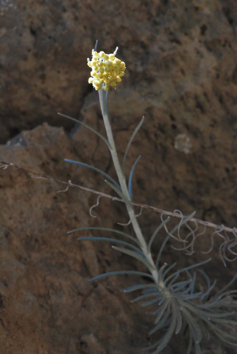 Helichrysum saxatile photo 5