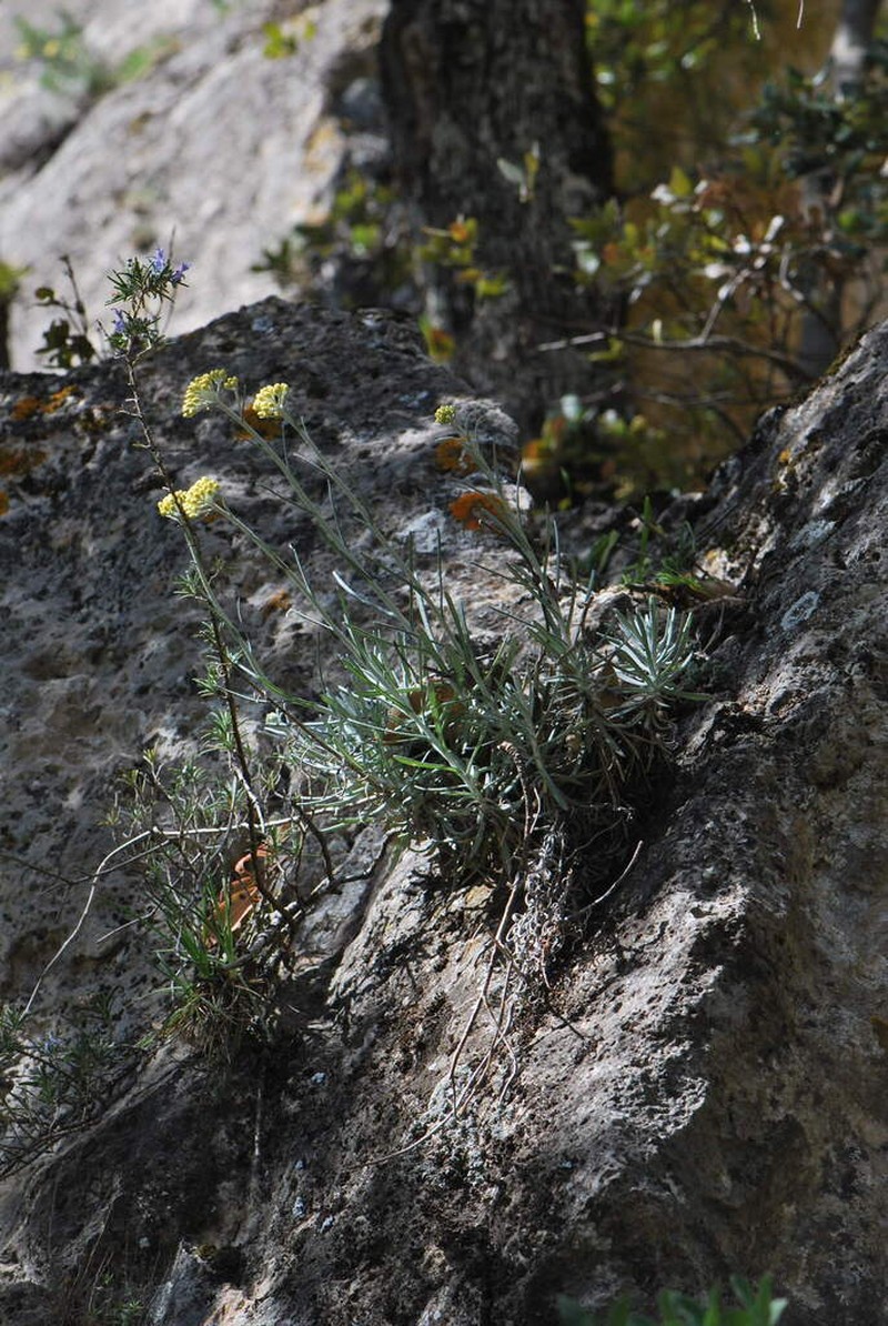 Helichrysum saxatile photo 6