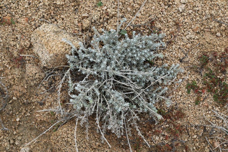 Helichrysum saxatile photo 7