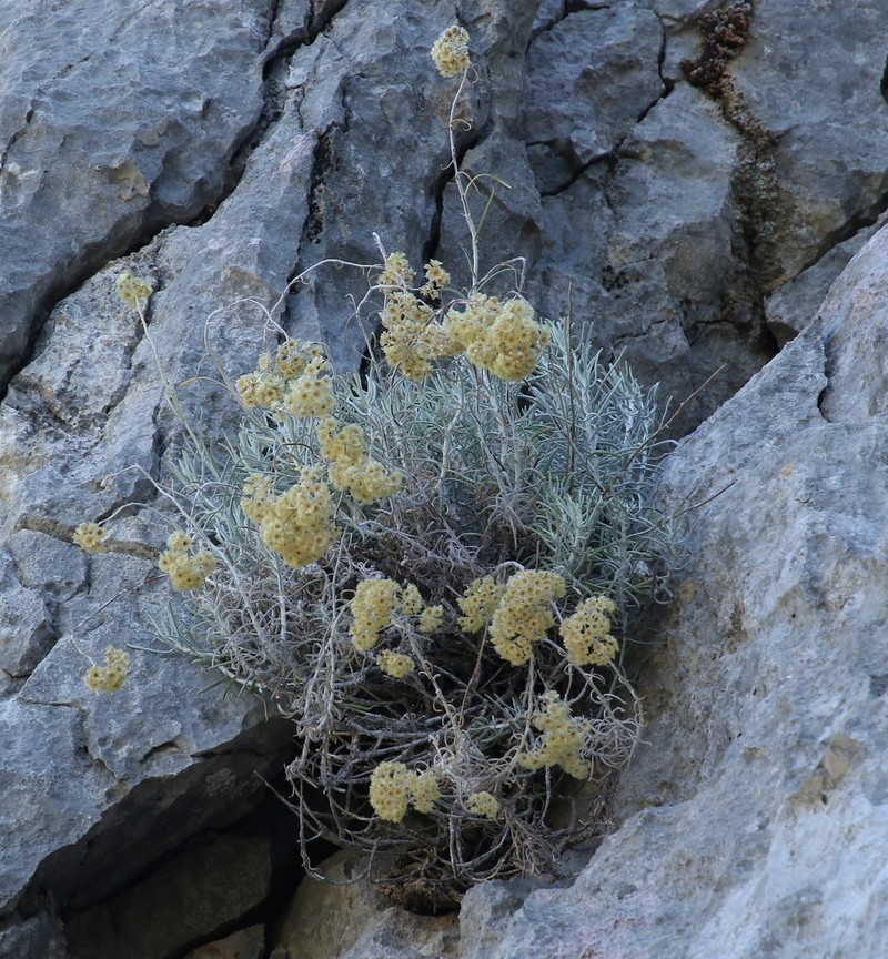 Helichrysum saxatile photo 8
